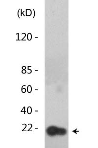 Histone H3 (Acetyl Lys14) Polyclonal Antibody