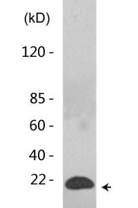 Histone H3 (Acetyl Lys18) Polyclonal Antibody