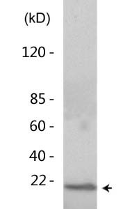 Histone H3 (Acetyl Lys23) Polyclonal Antibody