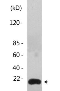 Histone H4 (Acetyl Lys8) Polyclonal Antibody