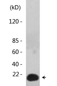 Histone H4 (Acetyl Lys12) Polyclonal Antibody