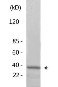 Ref-1 (Acetyl Lys6) Polyclonal Antibody