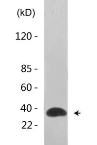 Ref-1 (Acetyl Lys7) Polyclonal Antibody