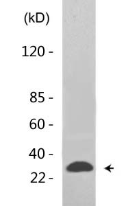 E2F-4 (Acetyl Lys96) Polyclonal Antibody