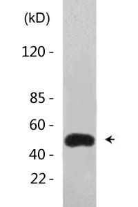 EF-1 α1/2 (Acetyl Lys41) Polyclonal Antibody