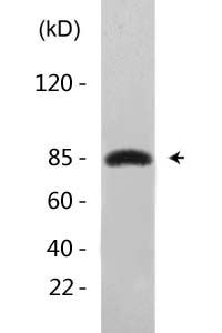 HSP 90 (Acetyl Lys292/284) Polyclonal Antibody