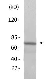 BMAL1 (Acetyl Lys538) Polyclonal Antibody