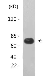 Ku-70 (Acetyl Lys331) Polyclonal Antibody