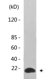 NF-E4 (Acetyl Lys43) Polyclonal Antibody