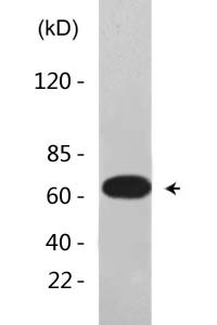 Cortactin (Acetyl Lys235) Polyclonal Antibody