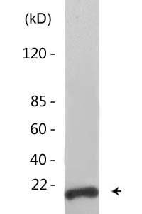 Histone H3 (Acetyl Lys123) Polyclonal Antibody