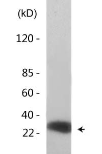 HMG-1 (Acetyl Lys12) Polyclonal Antibody