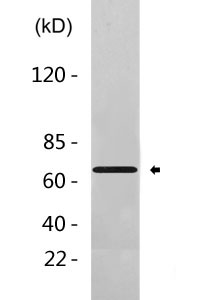 HSP70 (Acetyl Lys246) Polyclonal Antibody