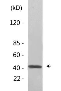 AP-1 (Acetyl Lys271) Polyclonal Antibody