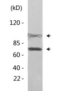 Nrf2 (Acetyl Lys599) Polyclonal Antibody