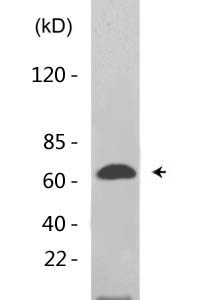 NFκB-p65 (Acetyl Lys221) Polyclonal Antibody