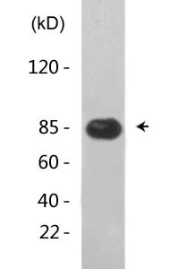 Stat3 (Acetyl Lys87) Polyclonal Antibody