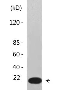 Histone H2B (Acetyl Lys21) Polyclonal Antibody