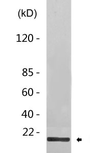 Histone H2A (phospho Thr121) Polyclonal Antibody