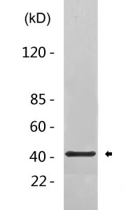 c-Fos (phospho Ser374) Polyclonal Antibody