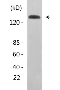 NFATc4 (phospho Ser168/S170) Polyclonal Antibody