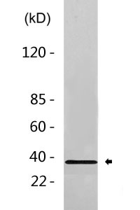 Rad51 (phospho Thr309) Polyclonal Antibody