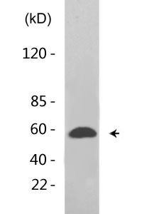 ERF (phospho Thr526) Polyclonal Antibody