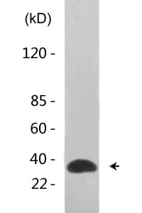 Fos B (phospho Ser27) Polyclonal Antibody