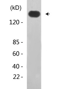 ErbB-3 (phospho Tyr1289) Polyclonal Antibody