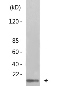 Histone H4 (phospho Ser47) Polyclonal Antibody