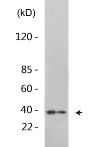 Mcl-1 (phospho Ser159) Polyclonal Antibody