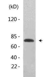 Synapsin-1 (phospho Ser553) Polyclonal Antibody