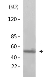 p53(Phospho-Ser366) Polyclonal Antibody