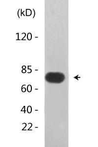 PRC1(Phospho-Thr481)Polyclonal Antibody