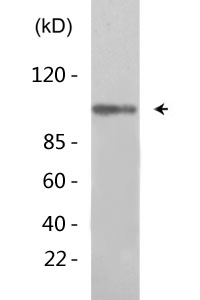 eEF2 (Phospho-Thr56) Antibody