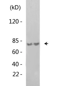 SYK (Phospho-Tyr348) Antibody