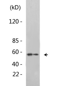 Akt (Phospho-Ser129) Antibody