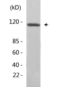 Na+/K+-ATPase α1 (Phospho-Tyr260) Polyclonal Antibody