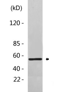 ATF-2 (phospho Ser112) Polyclonal Antibody