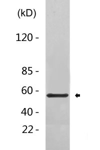 ATF-2 (phospho Thr73) Polyclonal Antibody