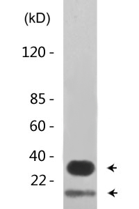 Caspase-6 (phospho Ser257) Polyclonal Antibody