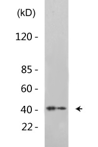 Caspase-9 (phospho Thr125) Polyclonal Antibody