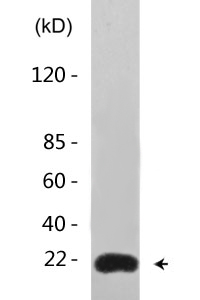 Caveolin-1 (phospho Tyr14) Polyclonal Antibody