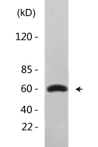 Cyclin B1 (phospho Ser126) Polyclonal Antibody