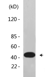 Cyclin E1 (phospho Thr395) Polyclonal Antibody