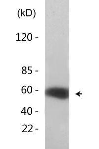 Cdc25A (phospho Ser75) Polyclonal Antibody