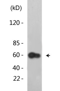 Cdc25A (phospho Ser75) Polyclonal Antibody