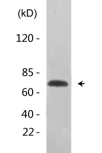 Cdc25B (phospho Ser323) Polyclonal Antibody