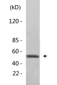 Cdc25C (phospho Ser216) Polyclonal Antibody