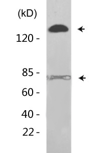 CD318 (phospho Tyr707) Polyclonal Antibody